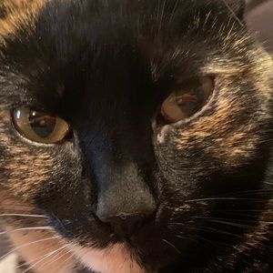 Meet your Posher, Sam